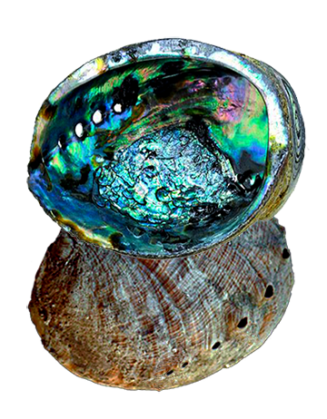 Abalone Shell - Click image to close