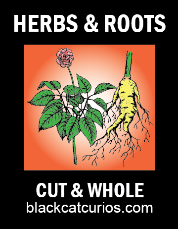 Barberry Root // Cut - Click image to close