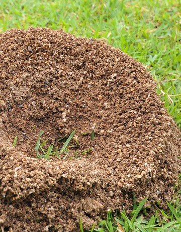 Ant Hill Gravel and Dirt - Click image to close