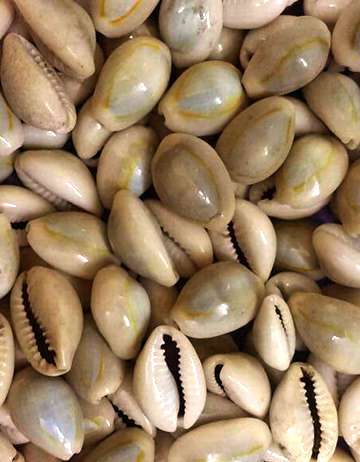 Cowrie Shells - Click image to close