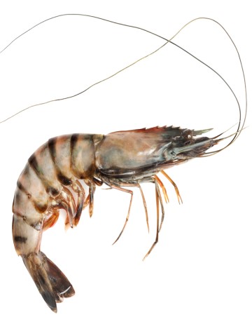 Shrimp Shreds - Click image to close